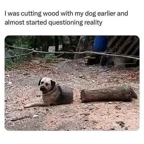 dog.jpg