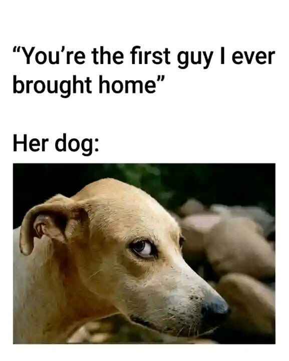 dog_knows_better.jpg